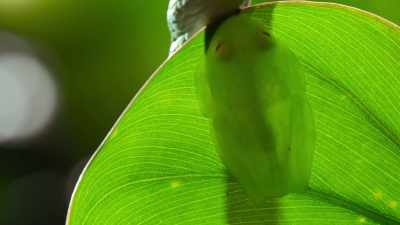 Animals do the
smartest things... - The Secret Lives of Animals