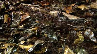 Animals like lizards,
small mammals, - Kings of Pain