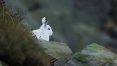 Animals like this mountain hare, - Attenborough's Life in Colour