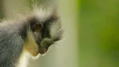 Animals like the leaf monkeys - Our Great National Parks