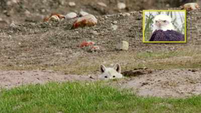 Animals, like us, must learn
the value of hard work... - When Nature Calls with Helen Mirren