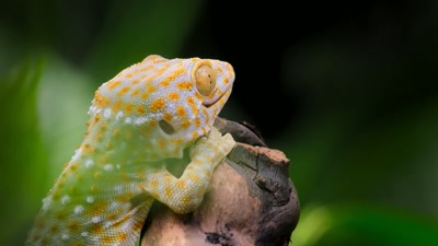 'Animals living here
don't waste precious energy - A Year on Planet Earth