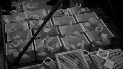 Animals, plant life, even biological
warfare agents were assembled - Trinity and Beyond: The Atomic Bomb Movie