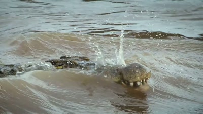 '..animals will face
new challenges... - A Year on Planet Earth