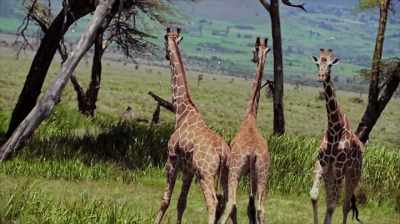 Anne: After one of these bouts, - The Woman Who Loves Giraffes