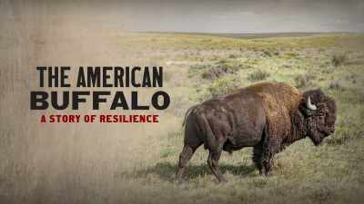 ANNOUNCE: Now here's
the moderator for - The American Buffalo