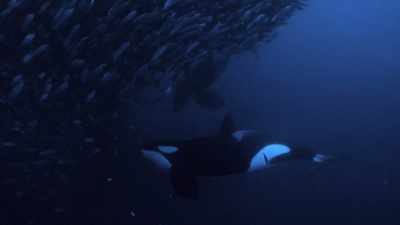 ''Another blows bubbles
to force the fish to the surface.'' - Secrets of the Whales
