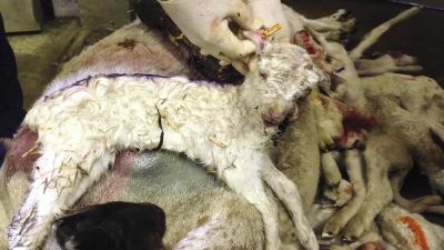 Another example I can think about - Eating Animals