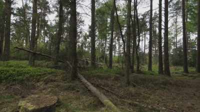 Another
gruesome scene was identified - For We Are Many