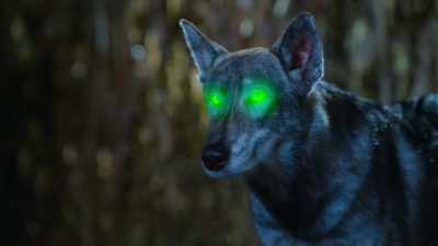 Another human. Something is up. - Phantom Pups