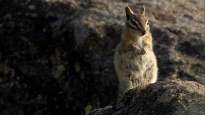 Another journey
through the living world, - When Nature Calls with Helen Mirren