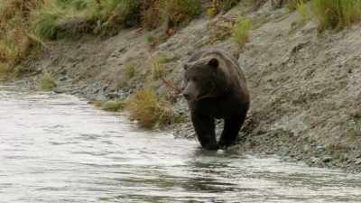 Another journey
through the living world, - When Nature Calls with Helen Mirren