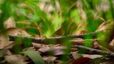 Another male has already found a female,
but he still needs to win her over. - Tiny World