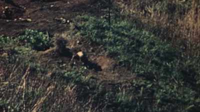 ANOTHER MARINE TUMBLES DOWNHILL,
SHOT THROUGH BOTH LEGS. - The Pacific War in Color