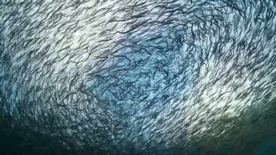 Another much smaller fish is also
very important to our sea birds. - Wild Isles
