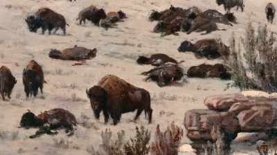 Another one goes down.
They mill around - The American Buffalo