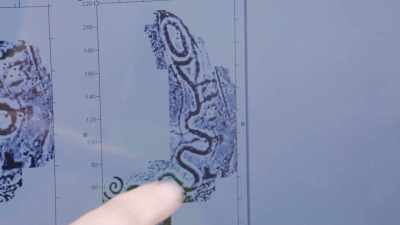 Another part of the serpent
not visible above ground. - Secrets of the Underground