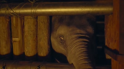 Another touched the ear
and said, "It's a sieve!" - The Elephant Whisperers