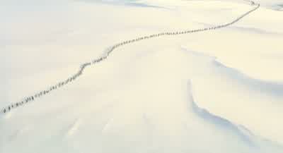Penguins. - Penguins of Madagascar