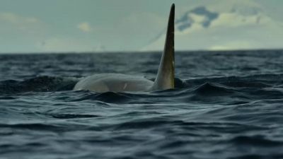 Antarctica's top predators. - Our Planet