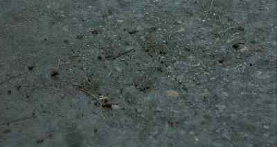 Ants.
I detest them. - Zandalee