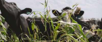 Any discussion
around livestock - 2040
