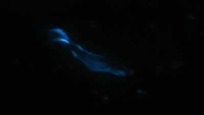 Any movement in the water
picks up a glow, even these fish. - Welcome to Earth