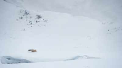 Any step could be
a lethal trigger. - Epic Yellowstone