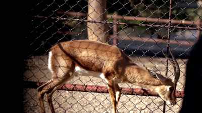 Anybody who says that they
care for their animals - Why on Earth