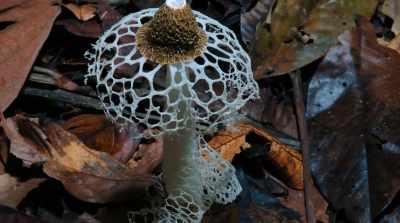 Anyone, anyone can help - Fantastic Fungi