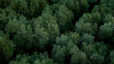 Anything less than 50 trees,
fully picked today, - Europe From Above