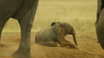 Anything Tembo does, - Serengeti