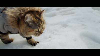 Anytime we get her in the snow, - Cat Daddies
