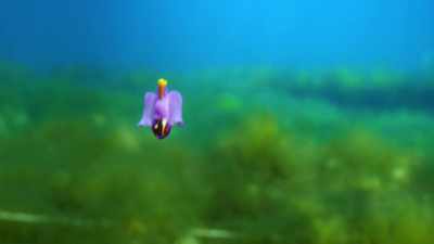 Anyway, perhaps you, too,
have encountered - When Nature Calls with Helen Mirren