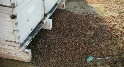 Anyway, that's what
we want to do, - The Pollinators