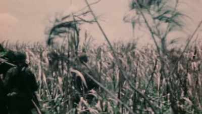 ANYWHERE
WITHIN THE 10-FOOT STALKS. - The Pacific War in Color