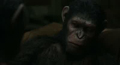 Ape always seek strongest branch - Dawn of the Planet of the Apes