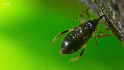 Aphids drill into the trees - Wild Isles