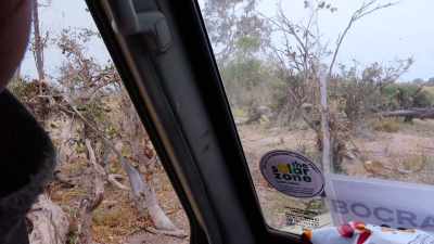 Apparently, this lioness is still
somewhere here in the camp, - In the Footsteps of Elephant
