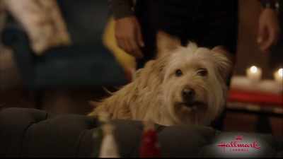 Apparently, so is Bailey. - Cherished Memories: A Gift to Remember 2