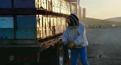 Apples are just roughly
10 days early. - The Pollinators