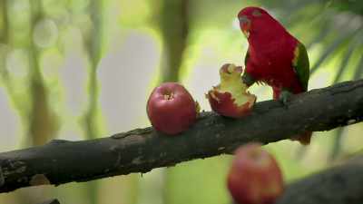 Apples are the connection
between species. - Ambient Swim