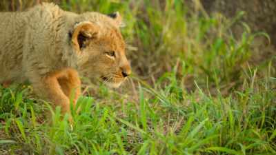 ...approach silently... - Wild Babies