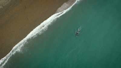 Approaching the hunting beach,
the matriarch stops vocalizing. - Super/Natural