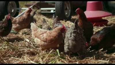 Approximately three days after the cattle
move through an area and graze, - Kiss the Ground