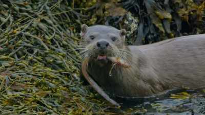 Archaeological records have revealed
that fish often made up - Wild Ways of the Vikings