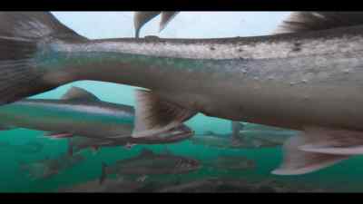 Arctic char, imprisoned by the ice. - Our Oceans