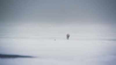 Arctic foxes are wanderers. - Frozen Planet II