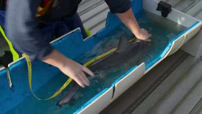 Are 80 de centimetri. - Baby Sharks