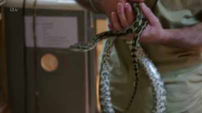Are you a herpetologist? I class - Britain's Tiger Kings - On the Trail with Ross Kemp